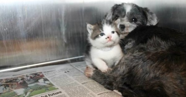 Άστεγος σκύλος πήρε υπό την προστασία του εγκαταλελειμμένο γατάκι. Αυτό που θα δείτε θα σας ζεστάνει την καρδιά… (Βίντεο)