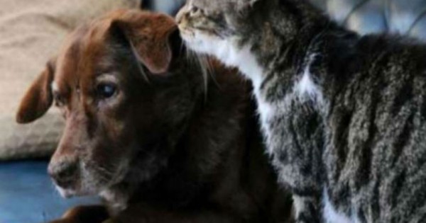 Τυφλός σκύλος βλέπει με τα μάτια της γάτας (Βίντεο)