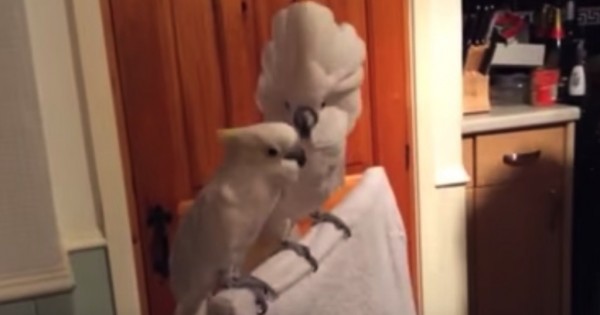Αυτός ο παπαγάλος είναι ίσως ο πιο φανατικός θαυμαστής του Elvis! (Βίντεο)