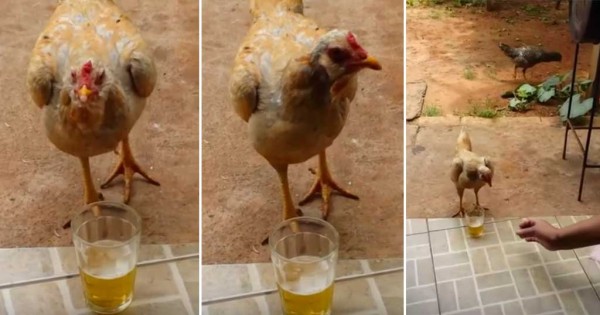 Αυτή η «μεθυσμένη» κότα δεν θέλει κανείς να της πειράζει την μπύρα της! (Βίντεο)