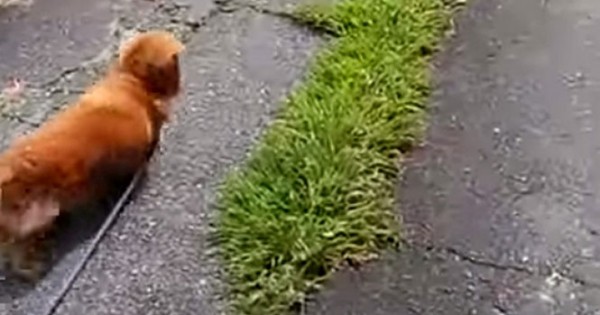 Δείτε πως αντιδρά αυτός ο σκύλος όταν ο ιδιοκτήτης του κάνει πως πέφτει κάτω (Video)