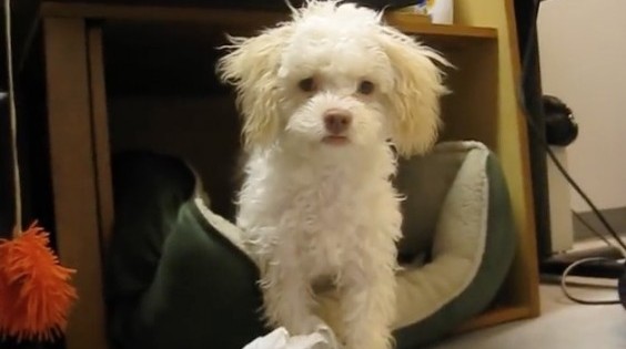 Ο σκύλος που πιάστηκε στα πράσα (Βίντεο)