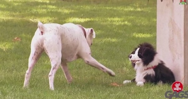 Σκυλιά πέφτουν θύματα… φάρσας! (Βίντεο)
