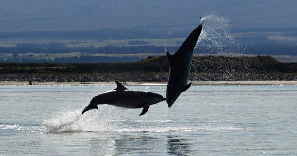 Όταν τα δελφίνια χορεύουν (Εικόνες)