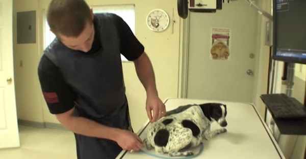 Ο κτηνίατρος νόμιζε πως θα έσωζε άλλο ένα κουτάβι…αλλά το ΜΙΚΡΟ κουτάβι του επιφύλασσε μια ΜΕΓΑΛΗ έκπληξη!