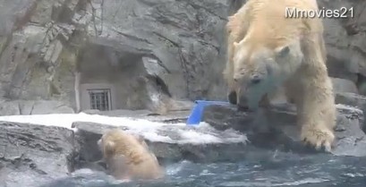 Η μαμά αρκούδα σε αποστολή διάσωσης (Βίντεο)