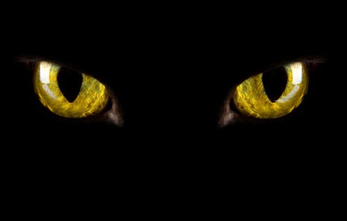 Η ζωή μέσα από τα μάτια μιας γάτας (Βίντεο)