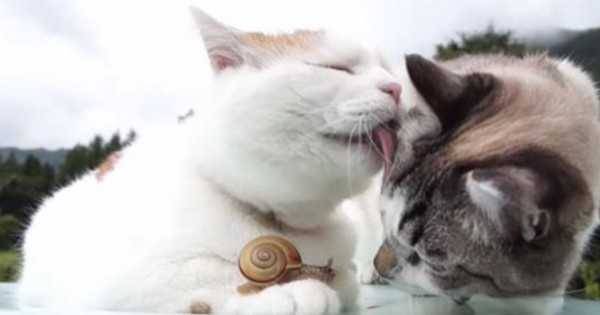Μία ασυνήθιστη φιλία! Δύο γάτες κάνουν παρέα με ένα… σαλιγκάρι! (Βίντεο)
