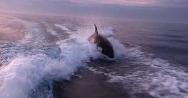 Φάλαινες δολοφόνοι κυνηγούν βάρκα. Στο 1:27 θα τρομάξετε! (Βίντεο)