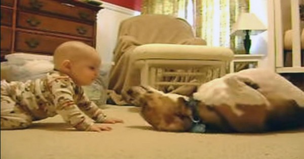 Σκύλος συναντά μωρό για πρώτη φορά (και…λιώνει) (Βίντεο)