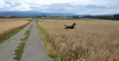 Ένας ευτυχισμένος σκύλος (Βίντεο)