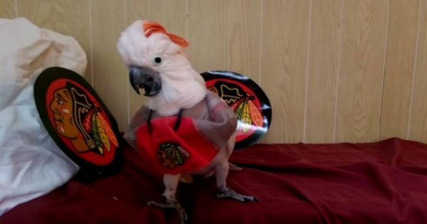 Ο παπαγάλος που… δεν συμπαθεί τις πάπιες (Βίντεο)