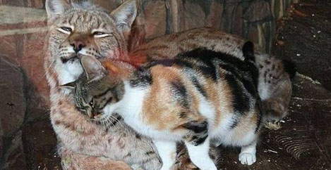 Ένα άστεγο γατάκι μπήκε κρυφά σε ένα ζωολογικό κήπο. Αυτό που συνέβη θα σας ζεστάνει την καρδιά! (Εικόνες)