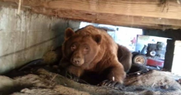 Βρήκε μία αρκούδα κάτω από το σπίτι του – Δείτε την αντίδρασή της [βίντεο]