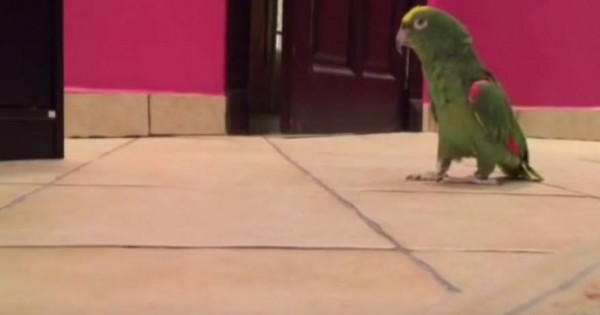 Δεν έχετε ξαναδεί πιο… σατανικό παπαγάλο- Ξεκαρδιστικό βίντεο