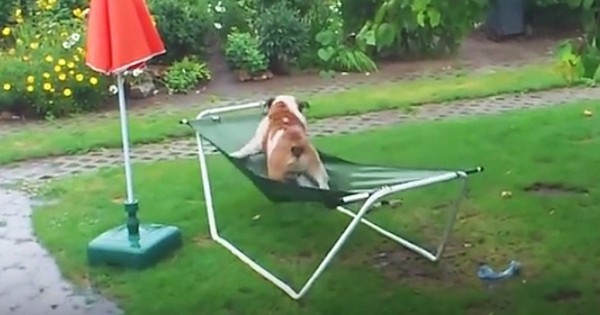 Ένα Bulldog προσπαθεί να ισορροπήσει πάνω σε μια κούνια. Το αποτέλεσμα είναι ξεκαρδιστικό. (Βίντεο)