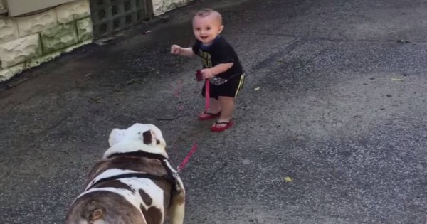 Μωρό προσπαθεί μάταια να παρακινήσει το μπουλντόγκ για βόλτα! [βίντεο]