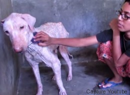 Η μεταμόρφωση ενός σκύλου που διασώθηκε από βέβαιο θάνατο από φιλόζωους (Βίντεο)