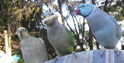 Ο άπληστος παπαγάλος (Βίντεο)
