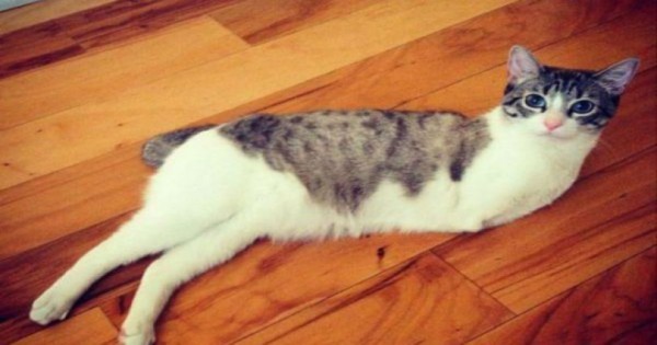 Το υπέροχο γατί με τα δύο πόδια που κλέβει καρδιές στο διαδίκτυο. (Εικόνες)
