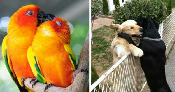 20 ζευγάρια ζώων που αποδεικνύουν την ύπαρξη αληθινής αγάπης στο ζωικό βασίλειο! (Εικόνες)