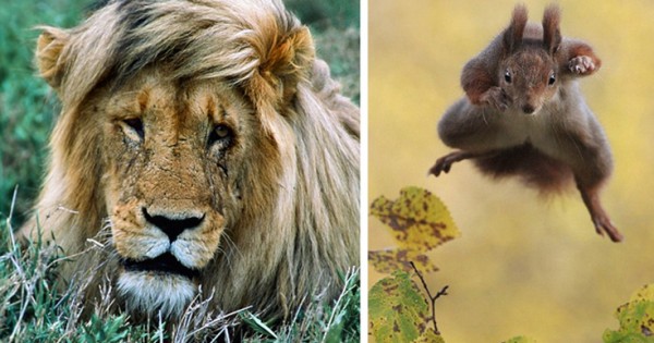 Το λιοντάρι με χτένισμα κομμωτηρίου και ο σκίουρος- νίντζα (Εικόνες)