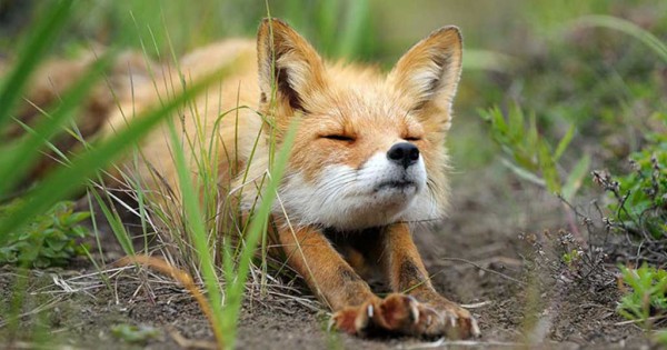 26 υπέροχες φωτογραφίες που αποδεικνύουν πόσο παρεξηγημένο ζώο είναι η αλεπού (Φωτογραφίες)