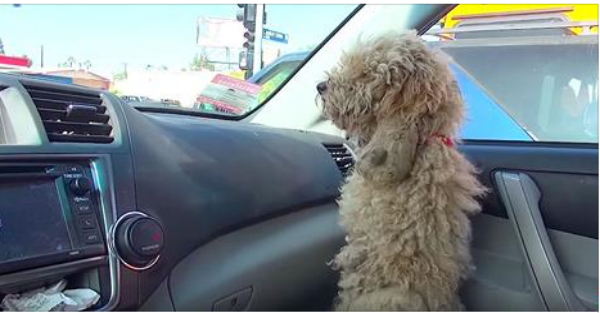 Βάζει ένα αδέσποτο σκυλάκι στο αυτοκίνητό του.. Δείτε τι έχει στο τρίχωμά του (Βίντεο)