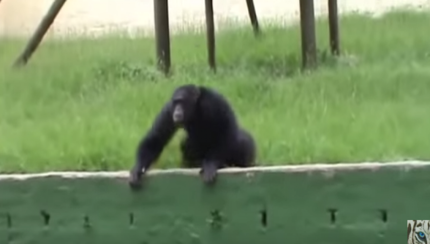 χιμπατζής 