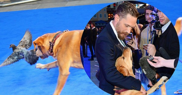 Ο ηθοποιός Tom Hardy πήρε τον σκύλο του στην πρεμιέρα του ‘Legend’ και εντυπωσίασε τους πάντες (Εικόνες)