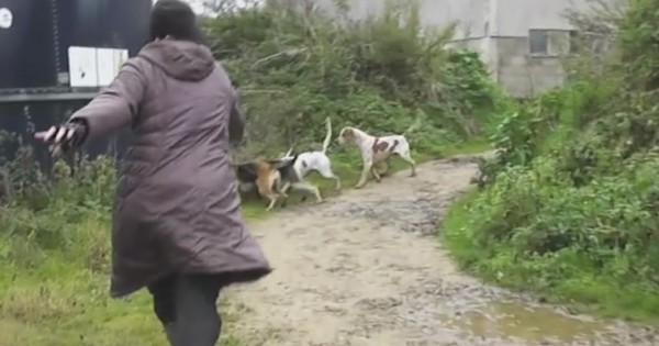 Μια ομάδα σκυλιών είναι έτοιμα να σκοτώσουν μια αλεπού. Δείτε όμως τι γίνεται όταν αυτή η γυναίκα επεμβαίνει! (Βίντεο)
