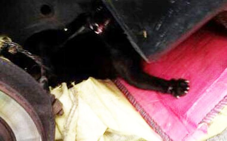 Έδεσαν γάτα κάτω από αυτοκίνητο για να πεθάνει βασανιστικά (Εικόνες)