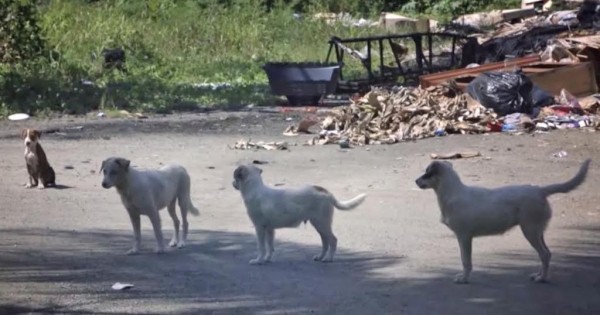 Το πρόγραμμα Sato διασώζει εγκαταλελειμμένους σκύλους και τους βρίσκει σπίτι για πάντα! ( Βίντεο)