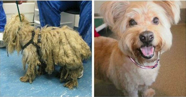 21 γλυκύτατα σκυλάκια πριν και μετά τη διάσωσή τους…Τεράστια Αλλαγή; (Εικόνες)