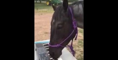 Ένα άλογο σολάρει στα πλήκτρα (Βίντεο)