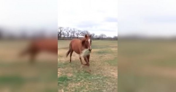 Ένα άλογο τρέχει για να φέρει φαγητό στον δεμένο φίλο του! (Βίντεο)