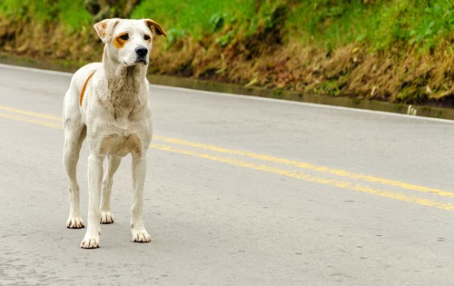 Πως να αντιμετωπίζεις τα αδέσποτα σκυλιά που συναντάς στην βόλτα σου – Ειδικά αν φοβάσαι