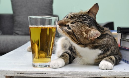 Μια γάτα που τη λένε Μπύρα (Εικόνες)