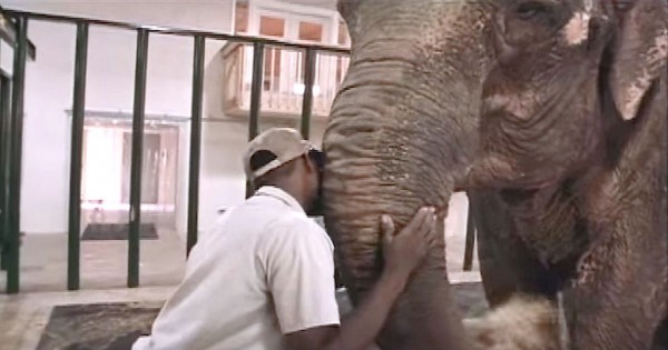 Ελέφαντας αφήνεται ελεύθερος μετά από 50 χρόνια αιχμαλωσίας (Βίντεο)