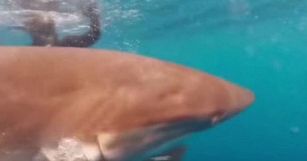 Δύτες επιχειρούν να βγάλουν το αγκίστρι από το στόμα καρχαρία- Δείτε τι έγινε! (βίντεο)