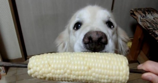 Έχετε δει σκύλο να τρώει καλαμπόκι; – Δείτε πως απολαμβάνει τη λιχουδιά του (βίντεο)