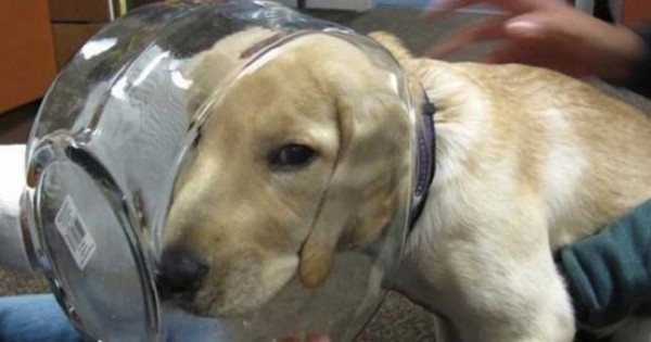 28 αξιολάτρευτοι σκύλοι που πήραν λάθος και βιαστικές αποφάσεις (Εικόνες)