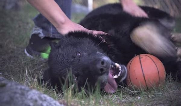 Ηρωικό σκυλί κρατάει για 40 ώρες ζωντανό ένα μικρό αγόρι, μετά από σφοδρό τροχαίο ατύχημα. (Βίντεο)
