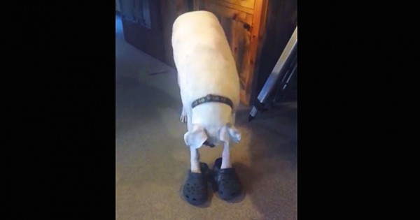 Έχετε δει σκύλο να περπατάει με… Crocs; (Βίντεο)