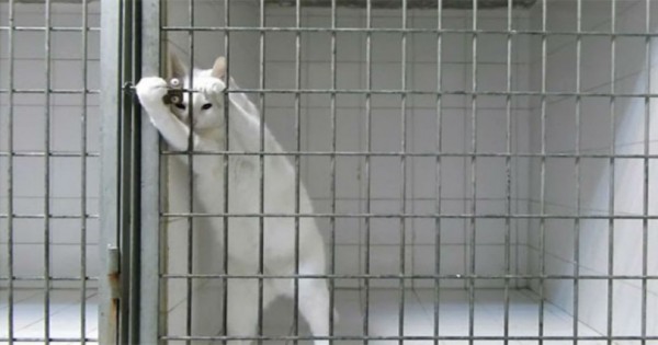Η πονηρή γάτα που άφησε άφωνο όλο το internet με την απόδρασή της! [video]