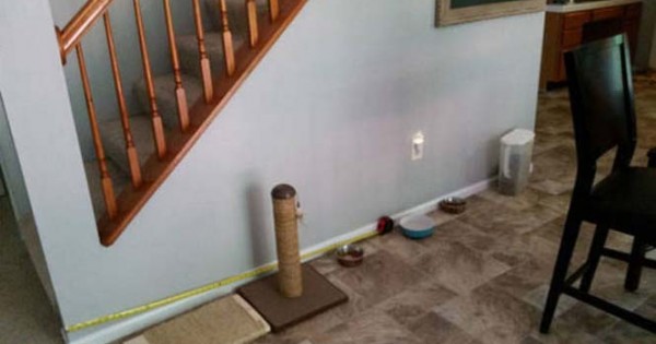 Ιδιοκτήτης κατοικιδίου έφτιαξε το τέλειο σκυλόσπιτο! Ούτε παιδικό δωμάτιο δεν είναι έτσι!! (Εικόνες)