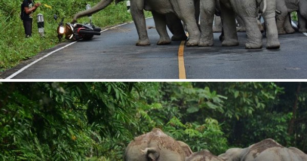 Ο άνθρωπος αυτός ζητά συγνώμη στους ελέφαντες που τους ενόχλησε με την μοτοσυκλέτα του.