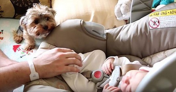 Ένα νεογέννητο μωράκι και ένα σκυλάκι ράτσας Yorkie συναντιούνται για πρώτη φορά! (Βίντεο)