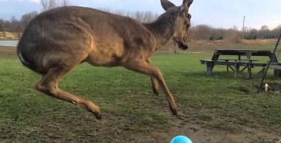 Ένα μικρό ελάφι θέλει να παίξει με τη μπάλα (Βίντεο)