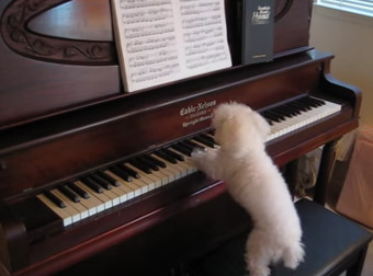 Βίντεο: Απολαύστε τον σκύλο – Μπετόβεν